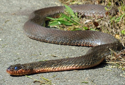 昆州女孩书包内惊现红腹蛇