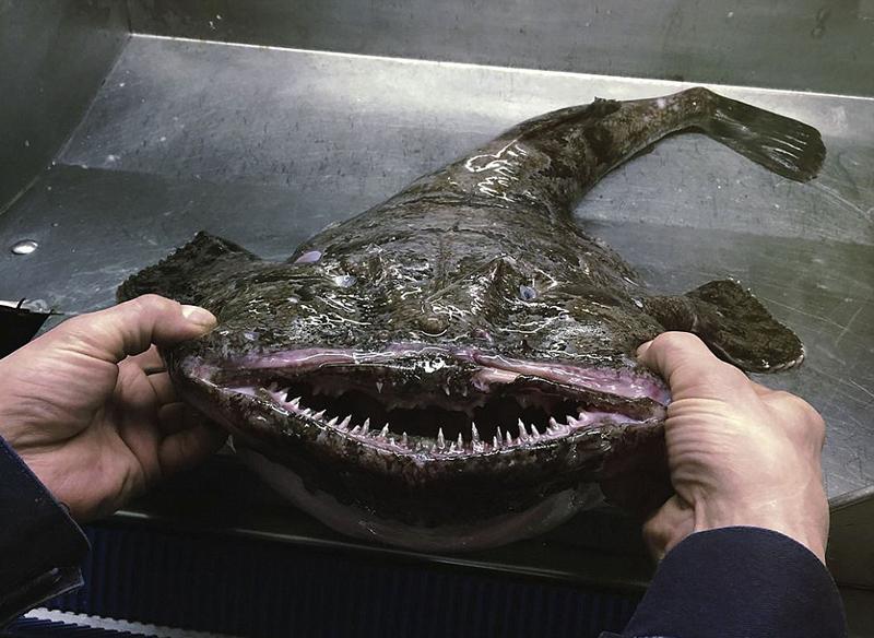 俄罗斯渔夫捕获深海"外星"鱼 样貌吓人(组图)