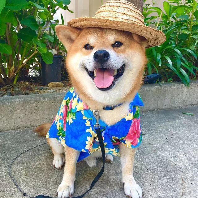 日本一柴犬因笑容治愈走红网络