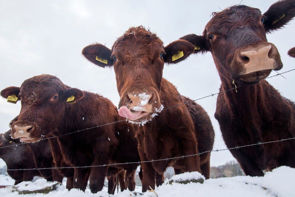 three cows in snow behind a wire fence