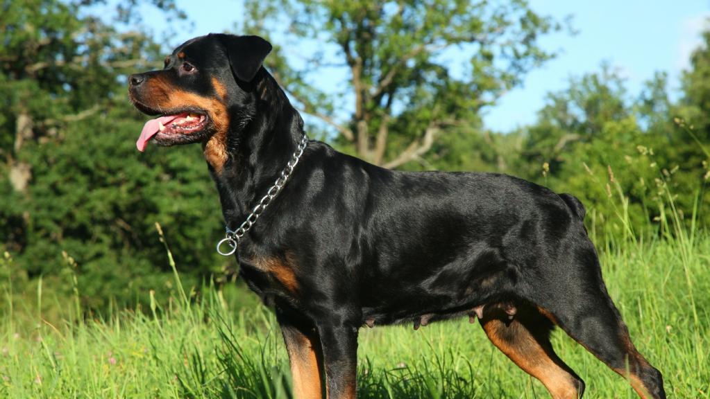 犬袭击婴儿事故报告,赶到因弗雷尔(inverell)格里夫斯街(greaves