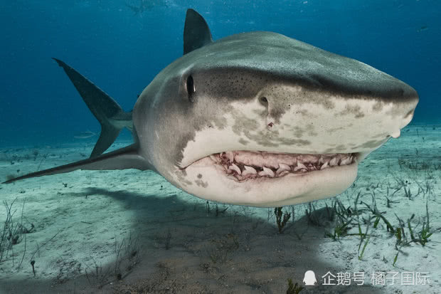 在分子水平上大西洋六鳃鲨其实与印度洋和太平洋上的六鳃鲨鱼物种是