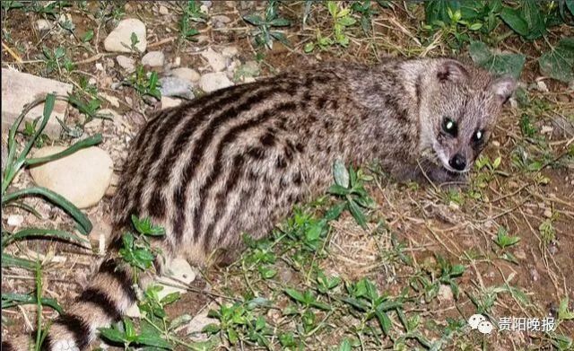 该男子捕杀的野生动物疑似 国家二级保护动物"小灵猫",又名"七节狸"