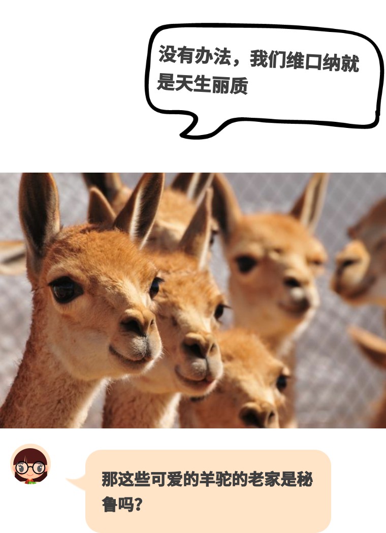 秘鲁国宝-超萌的羊驼们