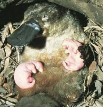 鸭嘴兽是单孔目动物,和针鼹一样,他们都是极其少见的虽然是卵生不是