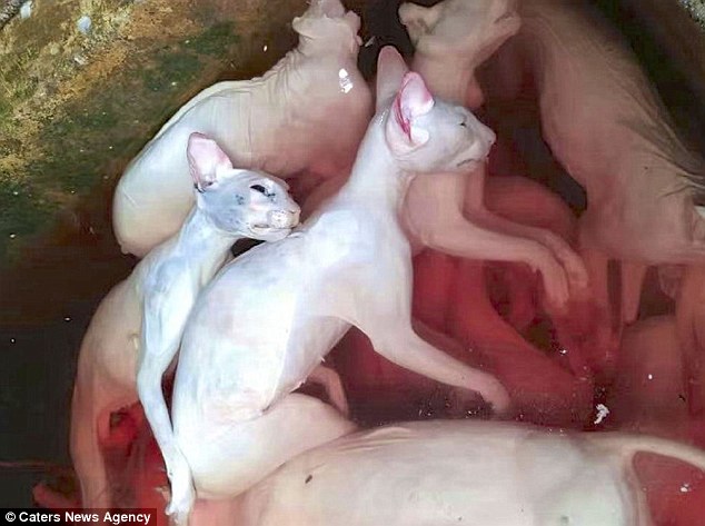 场面触目惊心,暗访越南血淋淋的猫肉市场(图/慎入) - 华人头条