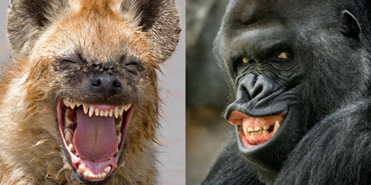 这些动物的魔性"笑脸" 绝对治愈你的一天!