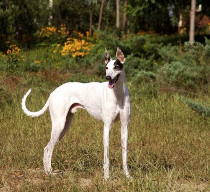 30多只灵缇犬寻家 澳举办"五十度灰"领养活动