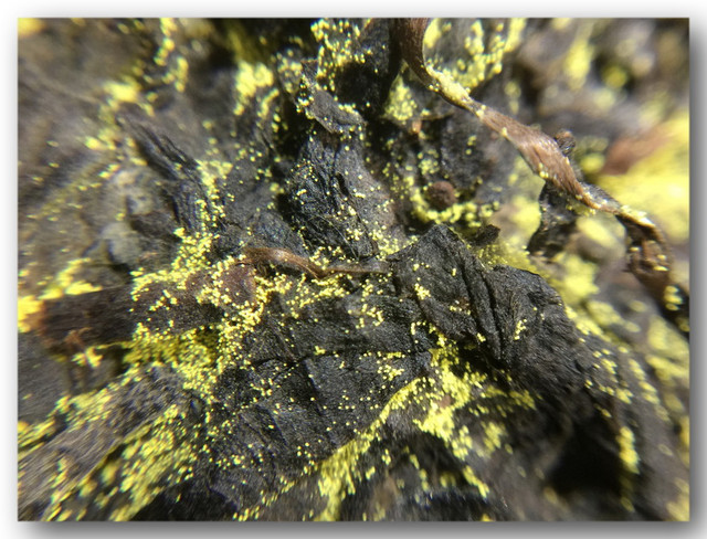 金花:学名"冠突散囊菌",安化黑茶茯茶特有的益生菌种,是国家茶业行业