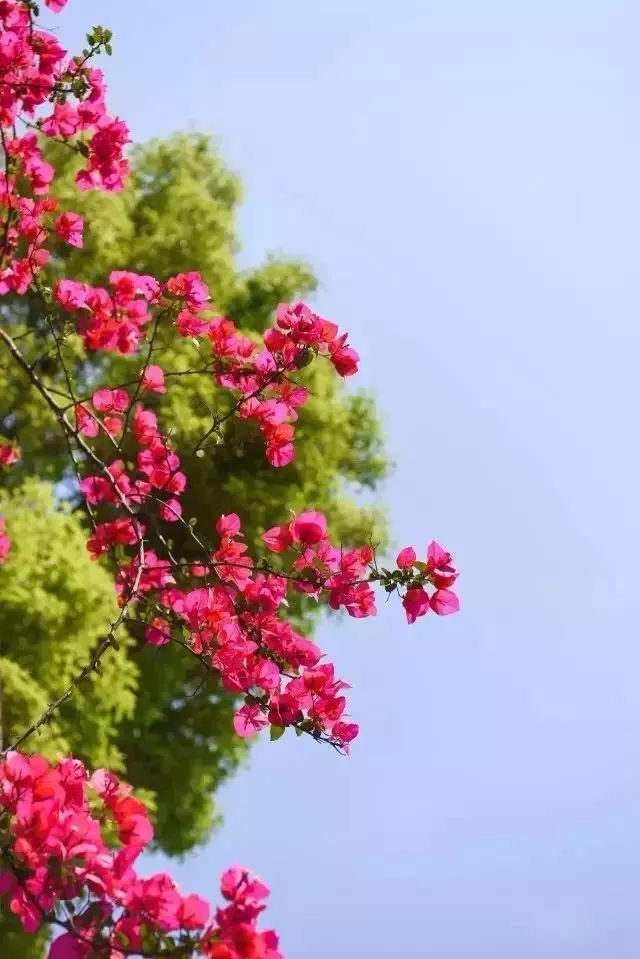 超实用的手机拍花技巧,教你用手机拍出漂亮的花卉照