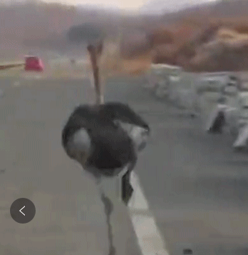 5只鸵鸟"越狱"上公路狂奔 姿势销魂但急坏主人