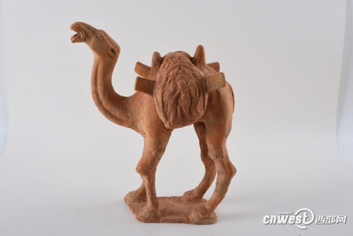 陕西师范大学长安校区内出土的一件隋朝陶骆驼.