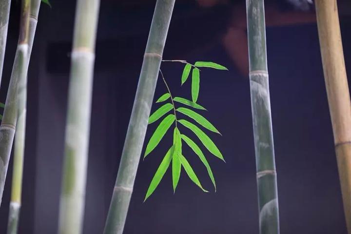 安静淡然的意境图片(安静淡然的意境图片唯美)