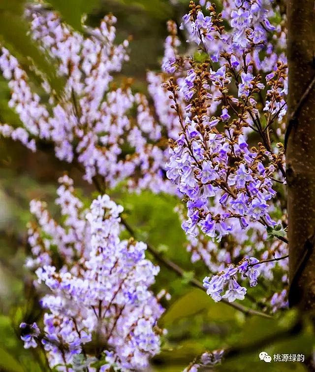 仙乡桐花梦