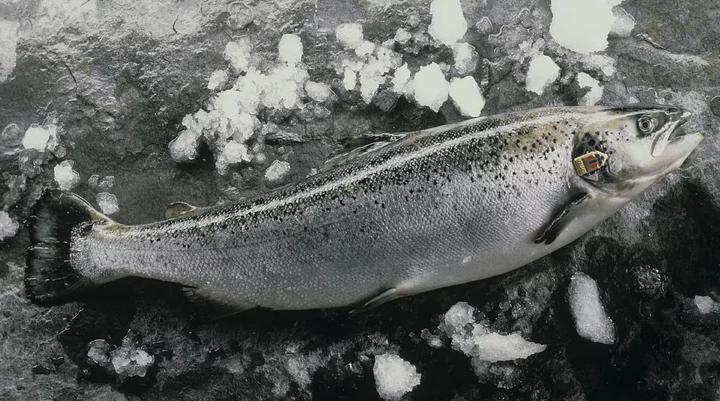 和中国和好后这国三文鱼出口激增 越南就被"忘了"(图)