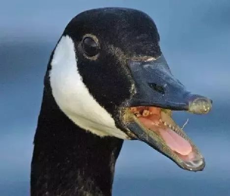 加拿大鹅一般不会采取撕咬的方式攻击,看看人家的那副牙齿,想一想