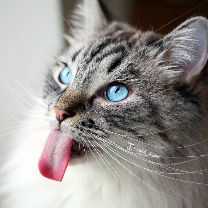 德国"长舌猫"征服网友