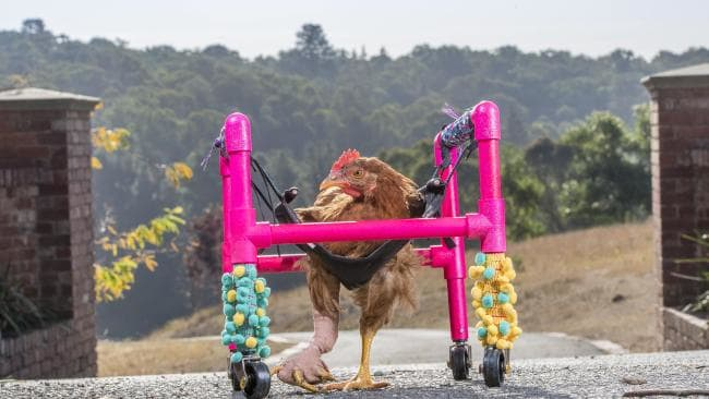 被狐狸袭击致骨折 澳一公鸡获赠粉红色定制轮椅