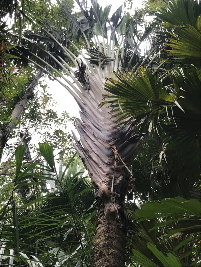 这不是铁扇公主的那个扇子吗?