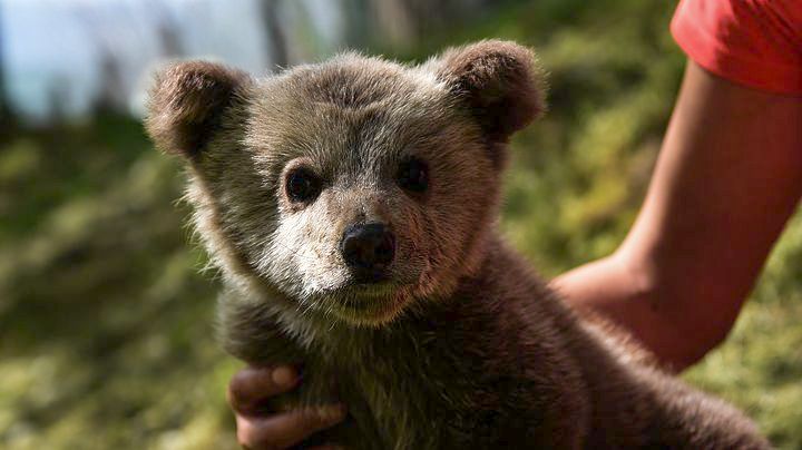 熊出没!希腊高速公路上又现熊崽