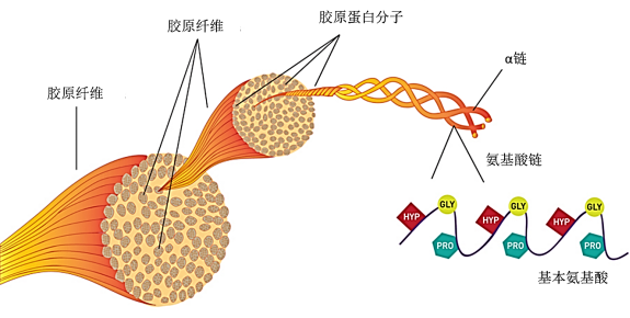 我们不妨先看看胶原蛋白的结构