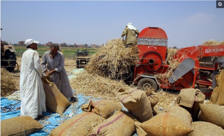 脱粒的小麦,装进麻袋.