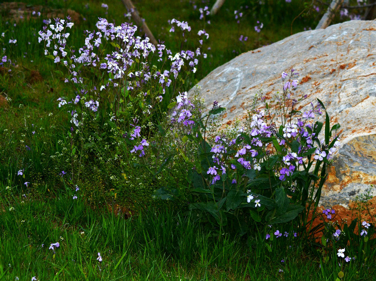野花很美,微笑的事物很美,春天就是一座酿制美好的神庙