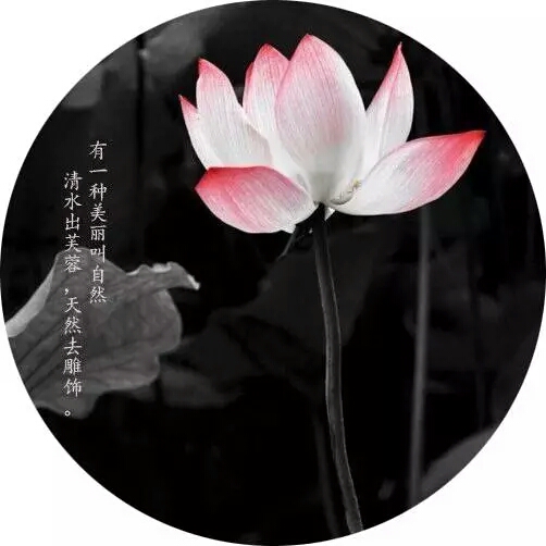 我 本是佛前的一粒芥子 一个人的意境里 檀香悠然 静听 一朵白莲花的
