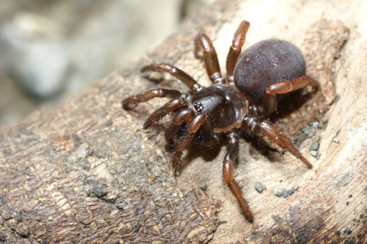 螲蟷通常能活5到20年,它们对人类威胁不大,不过人被咬后伤口会红肿