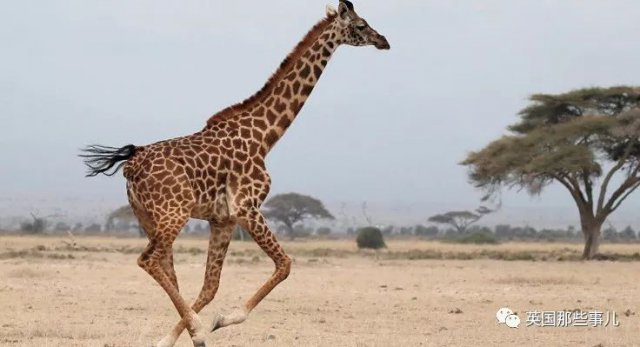 他专拍野生动物,却被只长颈鹿要了命