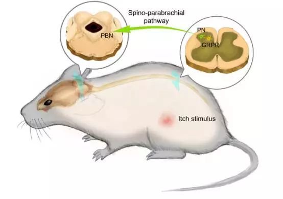 的感觉 在科学家研究痛觉时 才意外地有了突破 把它注射到小鼠脊髓中