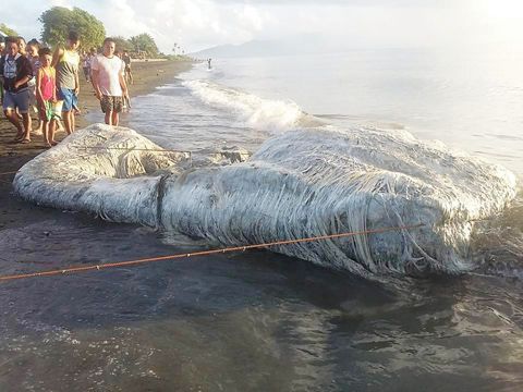 东岷多洛海岸惊现不明巨型海洋生物尸体