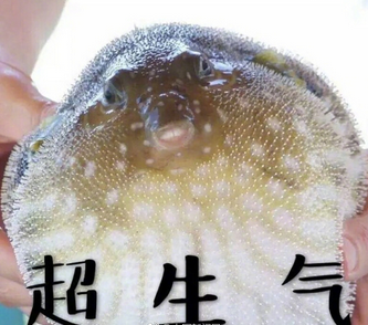 "吃货"福音!中国研究团队新成果:吃河豚中毒将有药可救