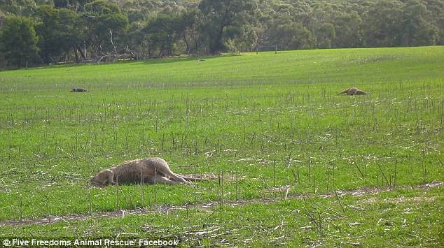 维州一处围场被人发现散落着数十只袋鼠以及袋熊的尸体,这些动物的