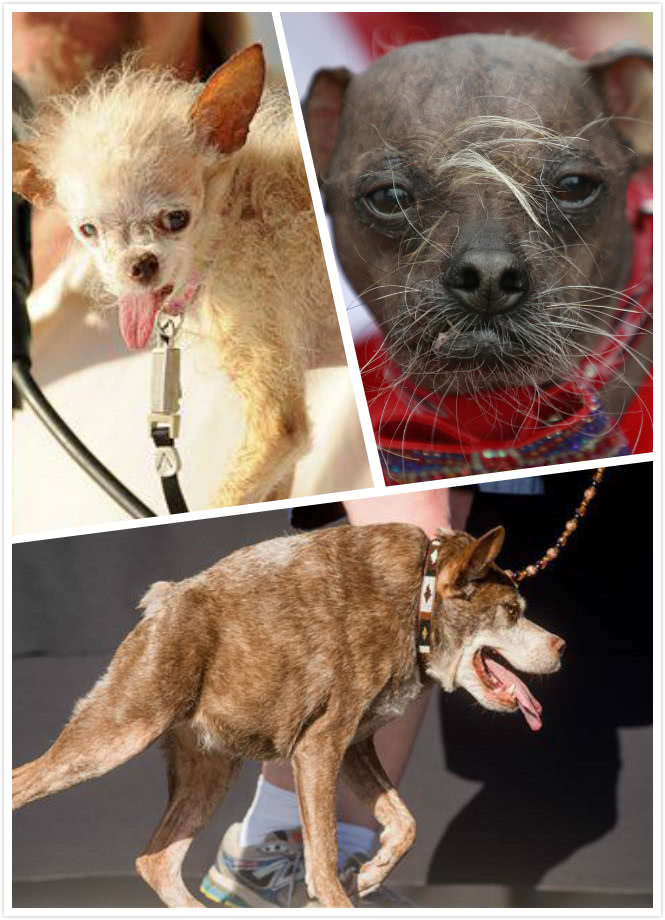 这只英国牛头犬赢得了2018年"全球最丑陋的狗狗"头衔