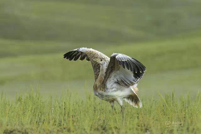 匈牙利的国鸟是"大鸨鸟",但是在古代我们国人一直贬低它,你知道为什么