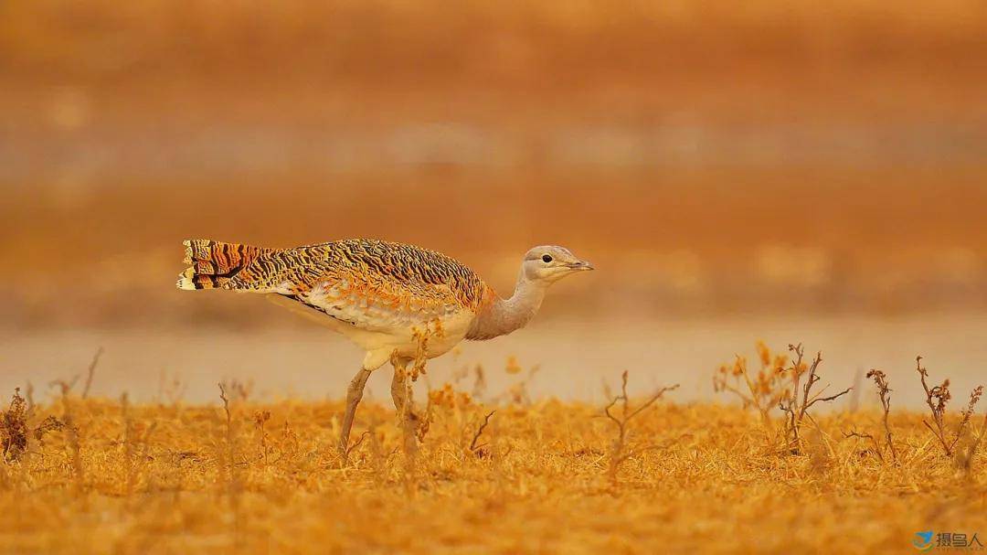 匈牙利的国鸟是"大鸨鸟",但是在古代我们国人一直贬低它,你知道为什么