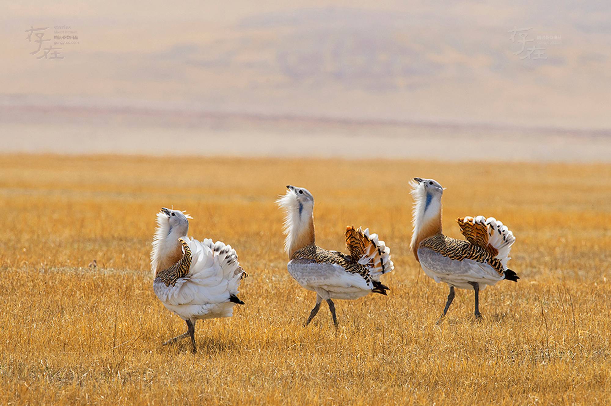 匈牙利的国鸟是"大鸨鸟",但是在古代我们国人一直贬低它,你知道为什么