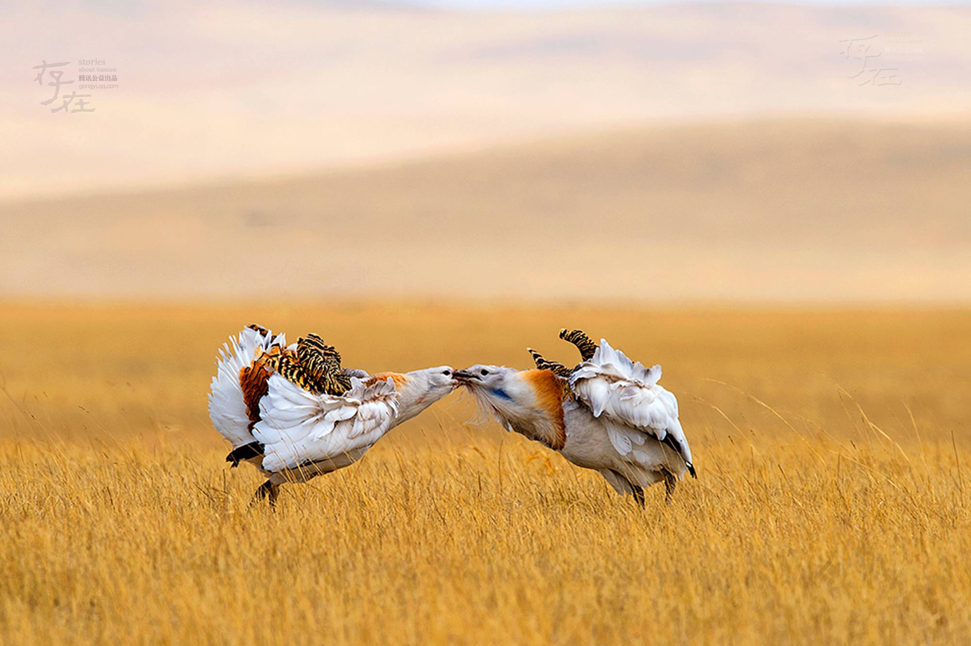 匈牙利的国鸟是"大鸨鸟",但是在古代我们国人一直贬低它,你知道为什么