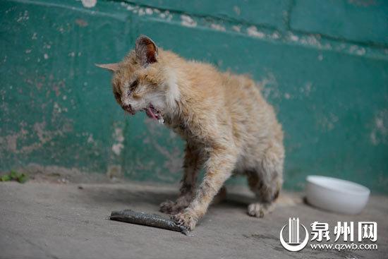 "百岁猫"陪伴四代人 看家护院是一把手