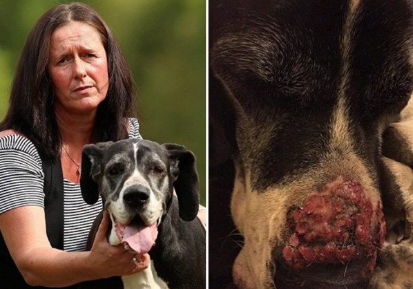 这只本来英俊的大丹犬因为触碰了巨型猪草,整个鼻子开始红肿溃烂.