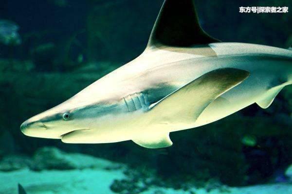 科学家在北大西洋发现"超高龄"母鲨,初步估计可能有512岁