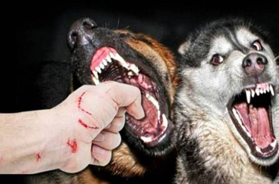 狂犬病再增1人死亡