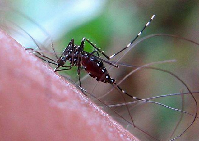 瘧蚊又稱按蚊,專門傳播瘧疾.