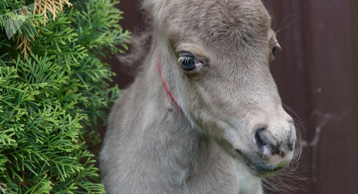 科学家们拟克隆西伯利亚史前马驹马