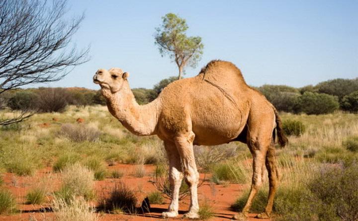 澳大利亚野生骆驼数量增长迅猛控制困难