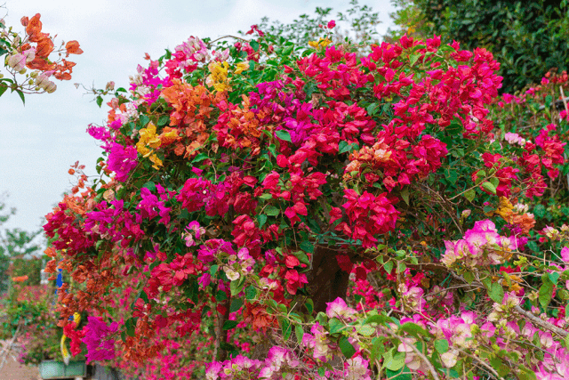 神秘花园轰动八闽!网红打卡胜地空降泉城!