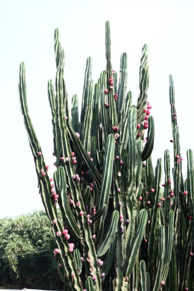 来一盆秘鲁天轮柱怎么样?