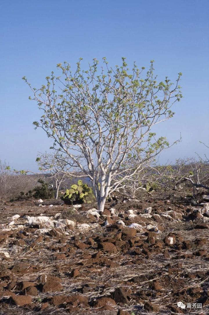 秘鲁圣木,让生命更通透