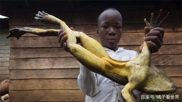 非洲巨型"青蛙" 体长1米重8斤 是富豪宴会上必不可少的菜